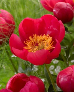Paeonia 'Flame' 16 Paeonia 'Flame' -Beauty Flowers Shop peony flame 5