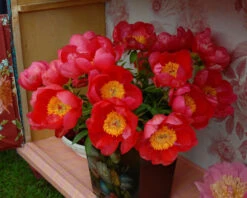 Paeonia 'Flame' 19 Paeonia 'Flame' -Beauty Flowers Shop peony flame 6