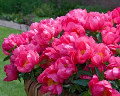 Paeonia 'Flame' 15 Paeonia 'Flame' -Beauty Flowers Shop peony flame 7