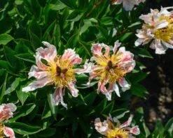 Paeonia 'Green Lotus' 16 Paeonia 'Green Lotus' -Beauty Flowers Shop peony green lotus 1