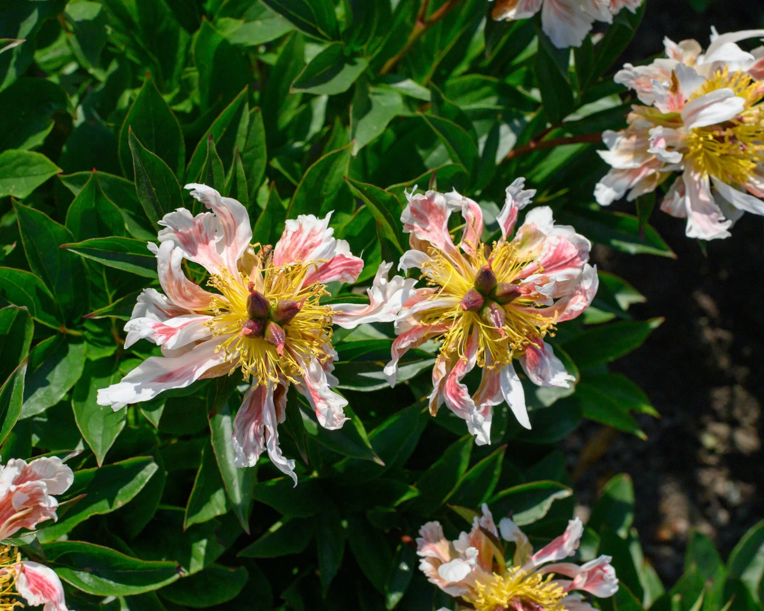 Paeonia 'Green Lotus' 9 Paeonia 'Green Lotus' - Image 7