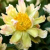Paeonia 'Green Lotus' 1 Paeonia 'Green Lotus' -Beauty Flowers Shop peony green lotus 2