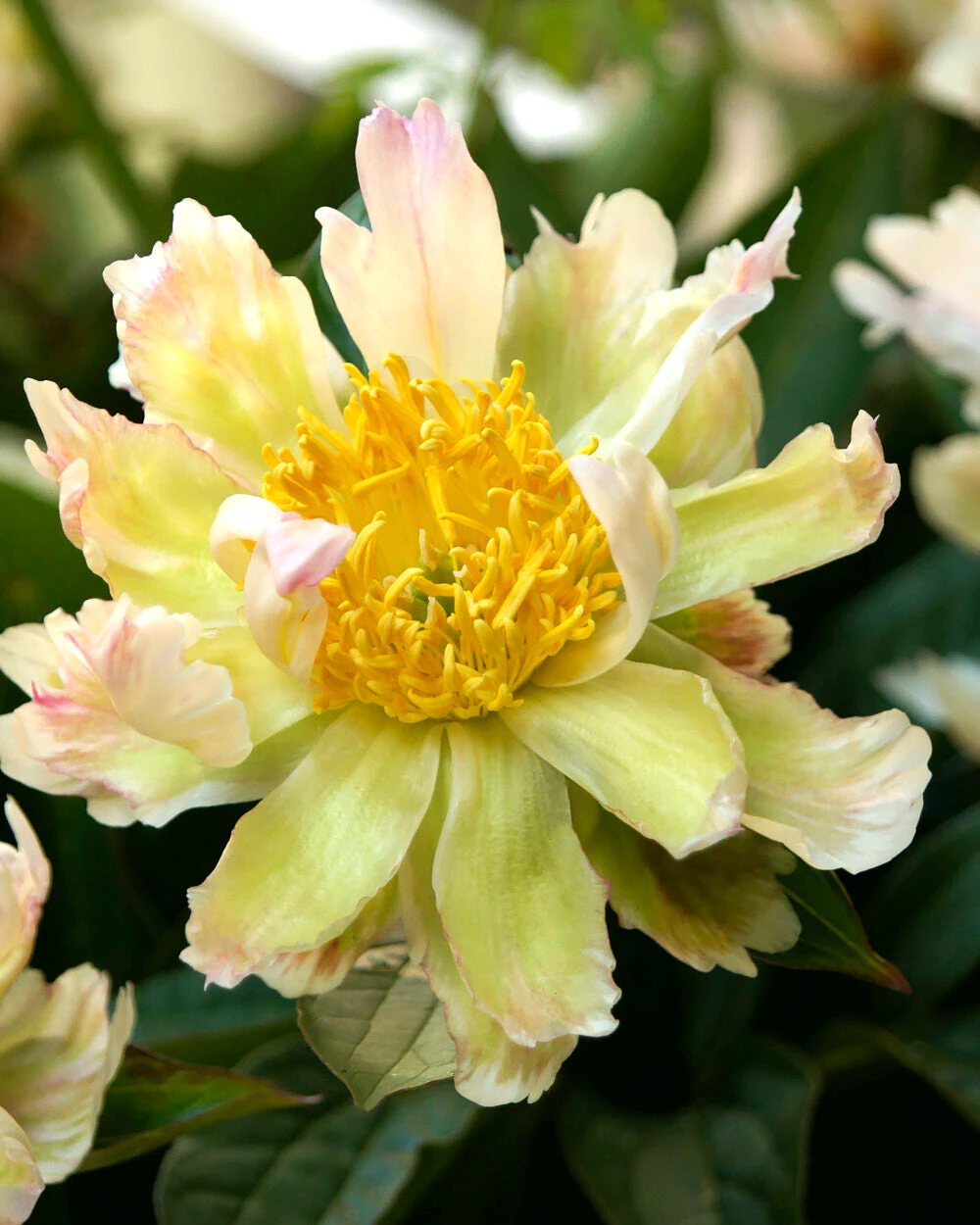 Paeonia 'Green Lotus' 3 Paeonia 'Green Lotus'