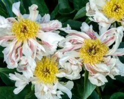 Paeonia 'Green Lotus' 17 Paeonia 'Green Lotus' -Beauty Flowers Shop peony green lotus 4