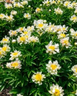 Paeonia 'Green Lotus' 12 Paeonia 'Green Lotus' -Beauty Flowers Shop peony green lotus 5