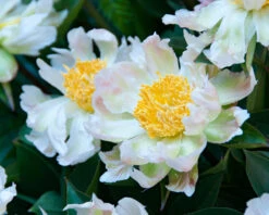 Paeonia 'Green Lotus' 13 Paeonia 'Green Lotus' -Beauty Flowers Shop peony green lotus 7
