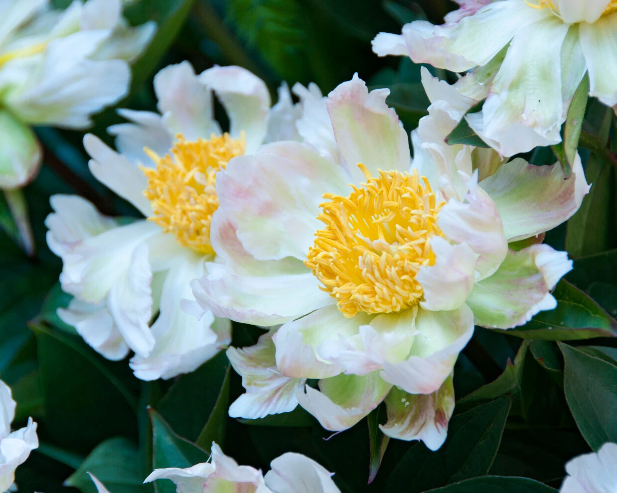 Paeonia 'Green Lotus' 6 Paeonia 'Green Lotus' - Image 4