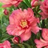 Paeonia 'Hillary' 1 Paeonia 'Hillary' -Beauty Flowers Shop peony hillary 5