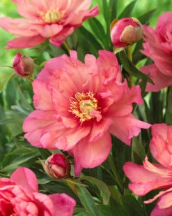 Featured Products 21 Paeonia 'Hillary'