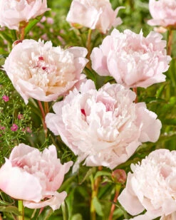 Featured Products 19 Paeonia 'Immaculée'