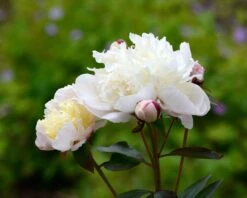 Paeonia 'Immaculée' 8 Paeonia 'Immaculée' -Beauty Flowers Shop peony immaculee 3