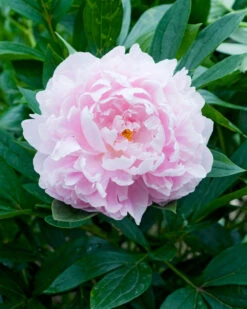 Paeonia 'Immaculée' 10 Paeonia 'Immaculée' -Beauty Flowers Shop peony immaculee 5