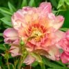 Paeonia 'Julia Rose' 1 Paeonia 'Julia Rose' -Beauty Flowers Shop peony julia rose 0