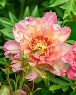 Featured Products 3 Paeonia 'Julia Rose'