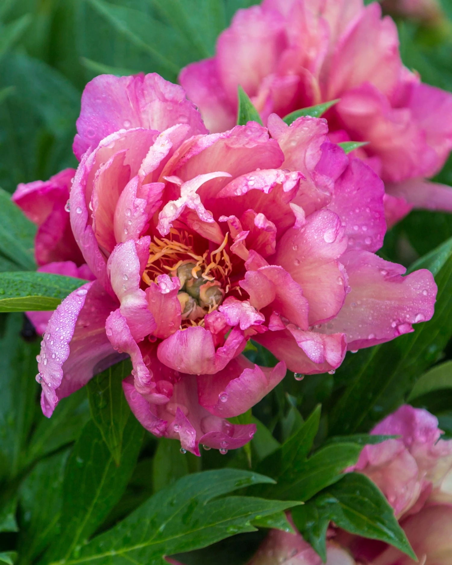 Paeonia 'Julia Rose' 5 Paeonia 'Julia Rose' - Image 3