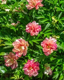 Paeonia 'Julia Rose' 15 Paeonia 'Julia Rose' -Beauty Flowers Shop peony julia rose 6