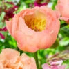 Paeonia 'King's Day' 2 Paeonia 'King's Day' -Beauty Flowers Shop peony kings day 1