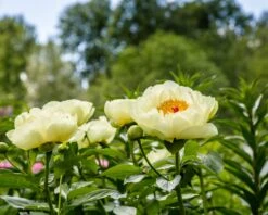 Paeonia 'Lemon Chiffon' -Beauty Flowers Shop peony lemon chiffon 10