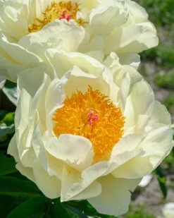 Paeonia 'Lemon Chiffon' -Beauty Flowers Shop peony lemon chiffon 11