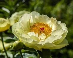 Paeonia 'Lemon Chiffon' -Beauty Flowers Shop peony lemon chiffon 12
