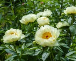 Paeonia 'Lemon Chiffon' -Beauty Flowers Shop peony lemon chiffon 13