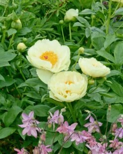 Paeonia 'Lemon Chiffon' -Beauty Flowers Shop peony lemon chiffon 14