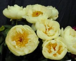 Paeonia 'Lemon Chiffon' -Beauty Flowers Shop peony lemon chiffon 2