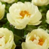 Paeonia 'Lemon Chiffon' 1 Paeonia 'Lemon Chiffon' -Beauty Flowers Shop peony lemon chiffon 3