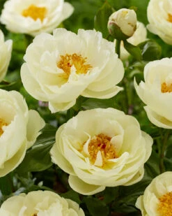 Paeonia 'Lemon Chiffon' -Beauty Flowers Shop peony lemon chiffon 4