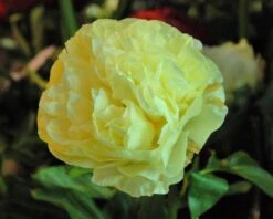 Paeonia 'Lemon Chiffon' -Beauty Flowers Shop peony lemon chiffon 5