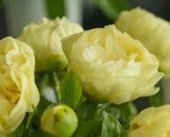 Paeonia 'Lemon Chiffon' -Beauty Flowers Shop peony lemon chiffon 6