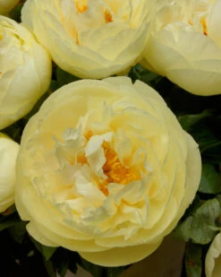 Paeonia 'Lemon Chiffon' -Beauty Flowers Shop peony lemon chiffon 7