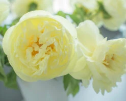 Paeonia 'Lemon Chiffon' -Beauty Flowers Shop peony lemon chiffon 8