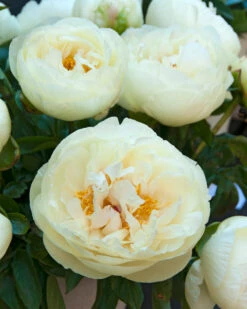 Paeonia 'Lemon Chiffon' -Beauty Flowers Shop peony lemon chiffon 9