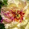 Paeonia 'Lollipop' 2 Paeonia 'Lollipop' -Beauty Flowers Shop peony lollipop 1
