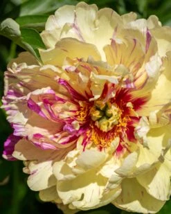 Featured Products 1 Paeonia 'Lollipop'