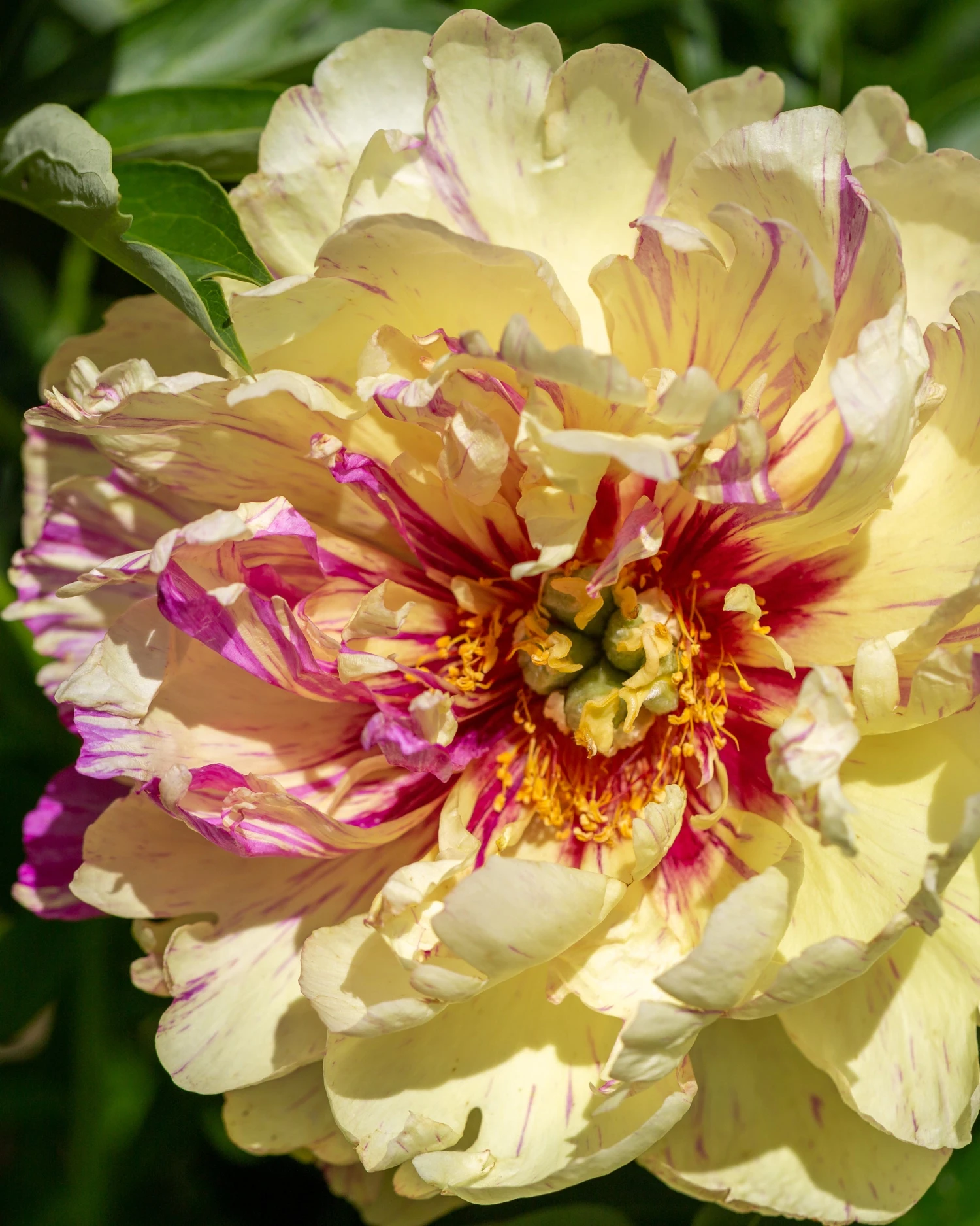 Paeonia 'Lollipop' 3 Paeonia 'Lollipop'