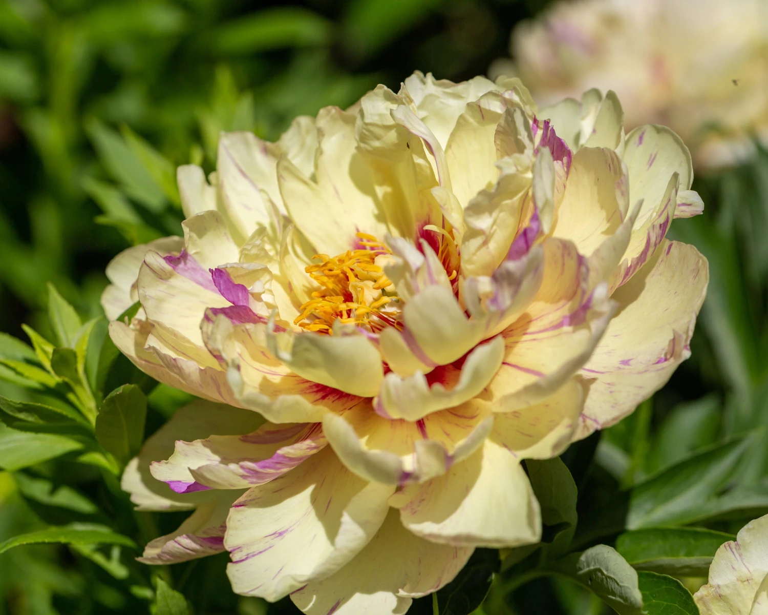 Paeonia 'Lollipop' 4 Paeonia 'Lollipop' - Image 2