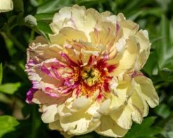 Paeonia 'Lollipop' 9 Paeonia 'Lollipop' -Beauty Flowers Shop peony lollipop 3