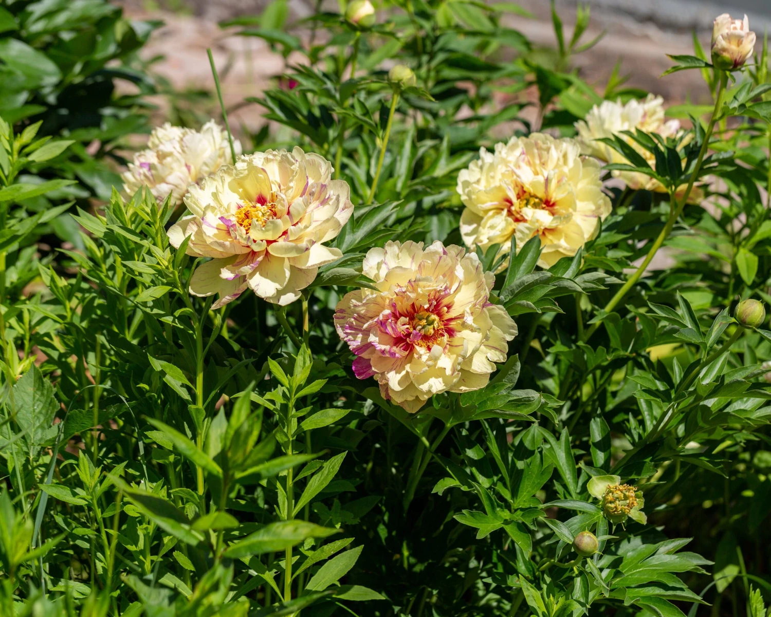Paeonia 'Lollipop' 6 Paeonia 'Lollipop' - Image 4