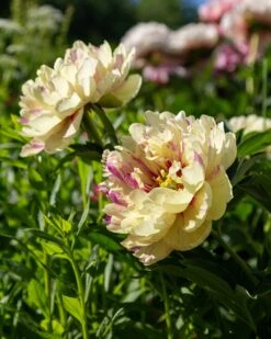 Paeonia 'Lollipop' 11 Paeonia 'Lollipop' -Beauty Flowers Shop peony lollipop 5