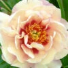 Paeonia 'Magical Mystery Tour' 2 Paeonia 'Magical Mystery Tour' -Beauty Flowers Shop peony magical mystery tour 0
