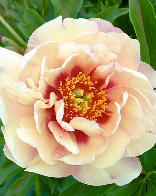 Paeonia 'Magical Mystery Tour' 3 Paeonia 'Magical Mystery Tour'