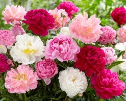 Peony Collection 'Colourburst' 11 Peony Collection 'Colourburst' -Beauty Flowers Shop peony mixed 1