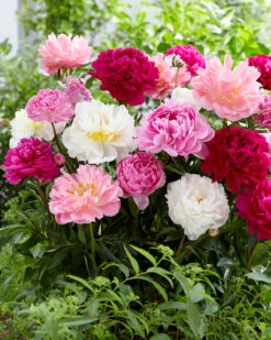 Peony Collection 'Colourburst' 15 Peony Collection 'Colourburst' -Beauty Flowers Shop peony mixed 2