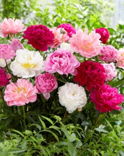 Peony Collection 'Colourburst' 13 Peony Collection 'Colourburst' -Beauty Flowers Shop peony mixed 3