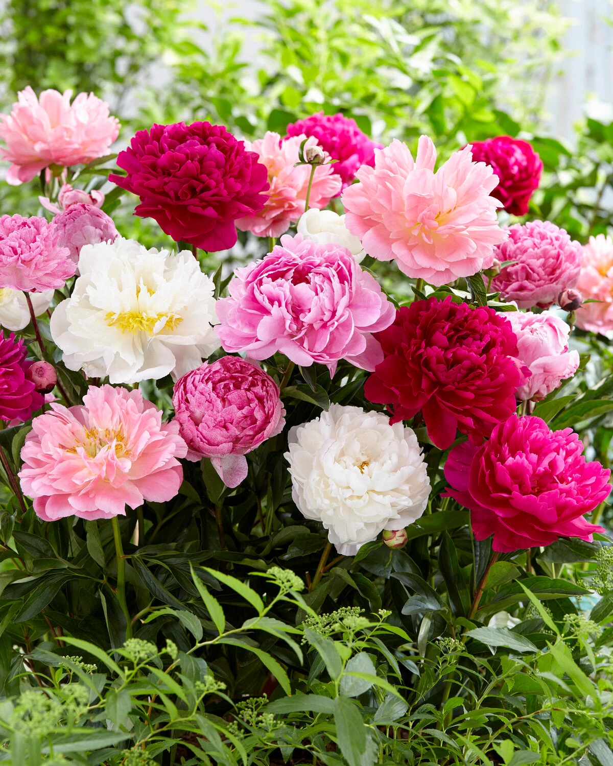 Peony Collection 'Colourburst' 7 Peony Collection 'Colourburst' - Image 5