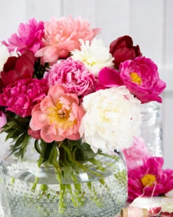 Peony Collection 'Colourburst' 14 Peony Collection 'Colourburst' -Beauty Flowers Shop peony mixed 4