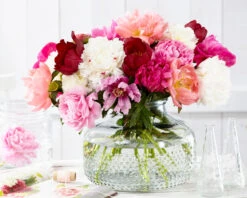 Peony Collection 'Colourburst' 12 Peony Collection 'Colourburst' -Beauty Flowers Shop peony mixed 5