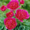 Paeonia 'Anemoniflora' 1 Paeonia 'Anemoniflora' -Beauty Flowers Shop peony officinalis anemoniflora 2 b5b22297 99ae 416d 88d2 e836077837e8